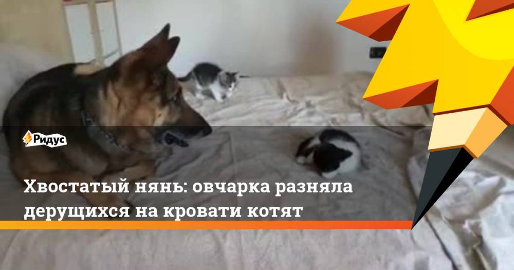 Хвостатый нянь: овчарка разняла дерущихся накровати котят - ridus.ru