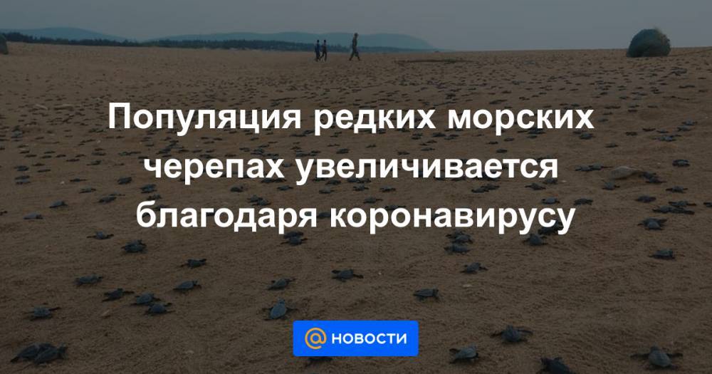 Популяция редких морских черепах увеличивается благодаря коронавирусу - news.mail.ru - шт.Флорида - шт. Калифорния