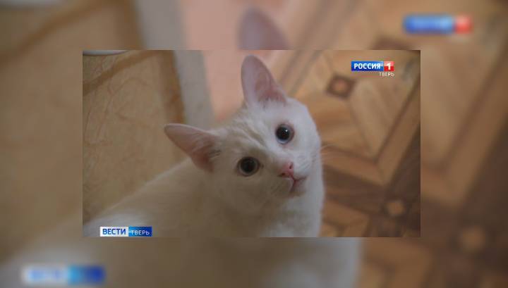 Девушка с нарушением слуха и глухой кот нашли друг друга. Видео - vesti.ru - Тверь