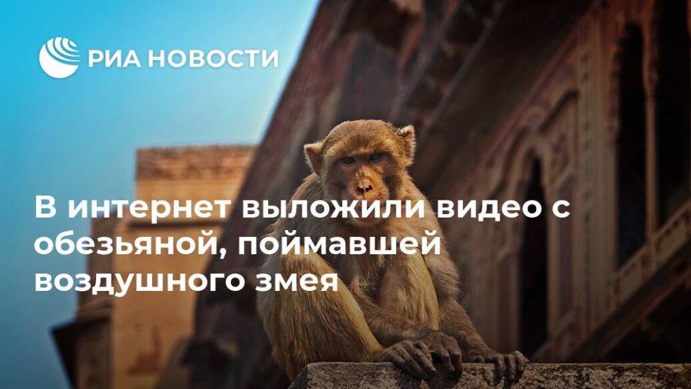 В интернет выложили видео с обезьяной, поймавшей воздушного змея - ria.ru - Москва - Индия