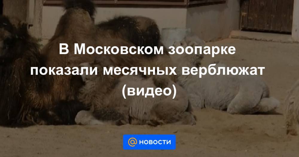 В Московском зоопарке показали месячных верблюжат (видео) - news.mail.ru
