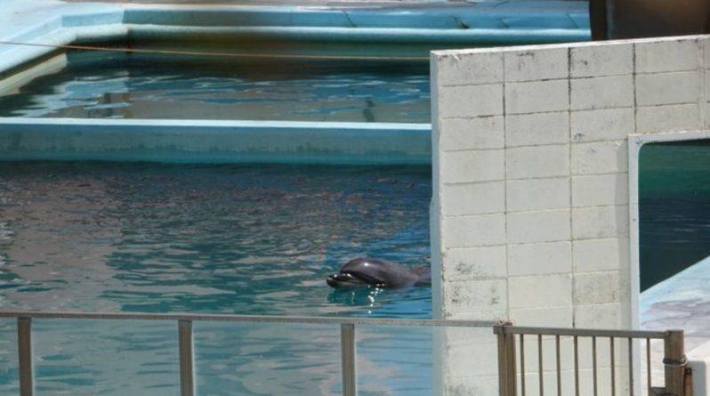 Самка дельфина умерла в полном одиночестве в крошечном бассейне после закрытия океанариума в Японии - usa.one - США - Токио - Япония