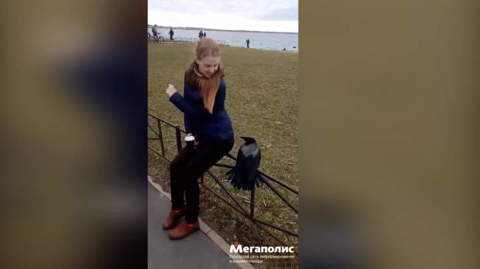 Видео: на улице Маршала Казакова ворона заигрывала с девушкой - piter.tv - Санкт-Петербург