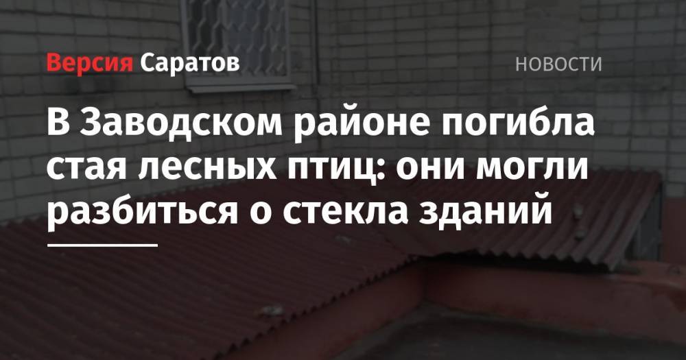 В Заводском районе погибла стая лесных птиц: они могли разбиться о стекла зданий - nversia.ru - Саратов