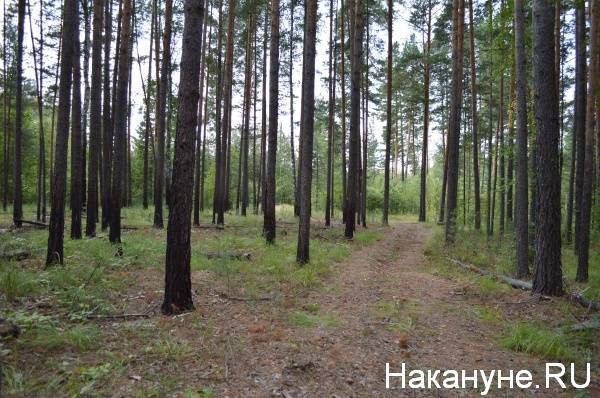 Отправили в СИЗО. Курганский бомж устроил пожар в лесу, не потушив сигарету - nakanune.ru - Курганская обл.