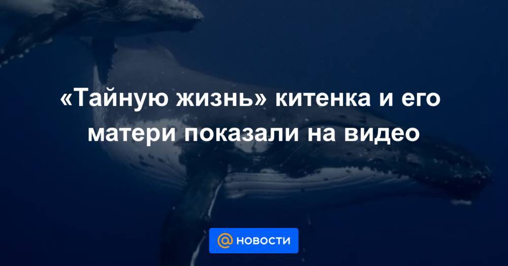 «Тайную жизнь» китенка и его матери показали на видео - news.mail.ru - шт.Аляска - штат Гавайи