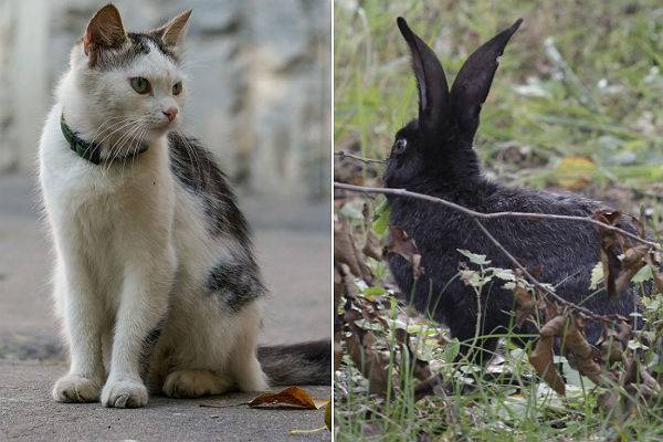 Котики и кролики оказались самыми беззащитными перед COVOD-19 животными - trud.ru - Китай - США - Лондон - Канада - Пекин