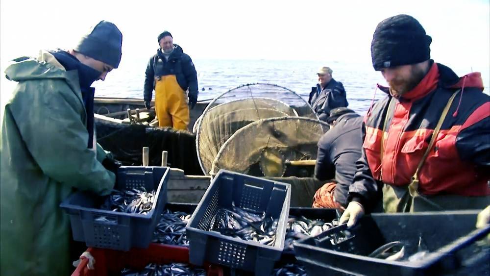 Самоизоляция не помешала сезонному вылову корюшки из Финского залива. - riafan.ru - Санкт-Петербург