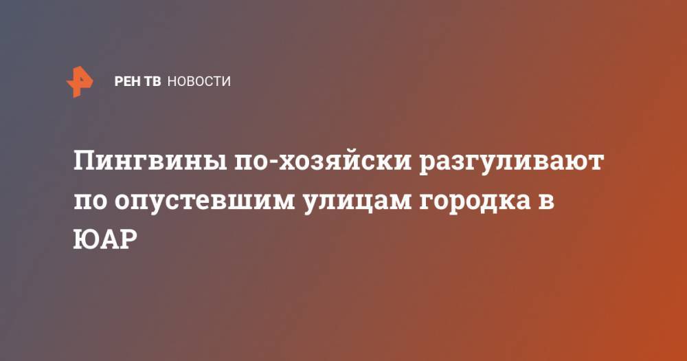 Пингвины по-хозяйски разгуливают по опустевшим улицам городка в ЮАР - ren.tv - Япония - Китай - п. Хубэй - Юар - Ухань - Кейптаун