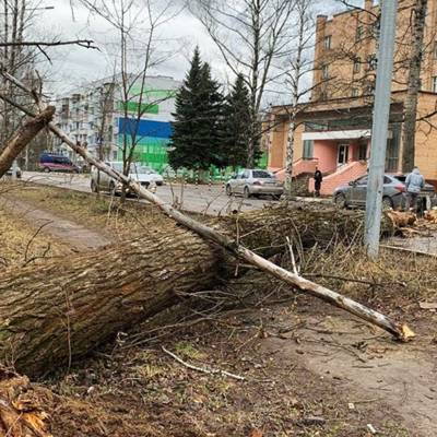 Петр Бирюков - Гидрометцентр Роман Вильфанд - Штормовой ветер повалил в Москве 132 дерева - radiomayak.ru - Москва