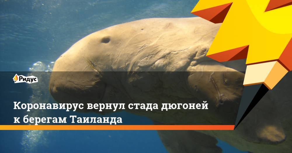 Коронавирус вернул стада дюгоней к берегам Таиланда - ridus.ru - Таиланд