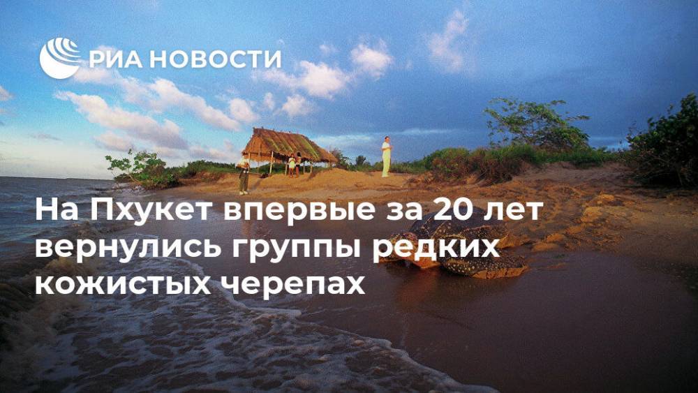 На Пхукет впервые за 20 лет вернулись группы редких кожистых черепах - ria.ru - Москва - Таиланд