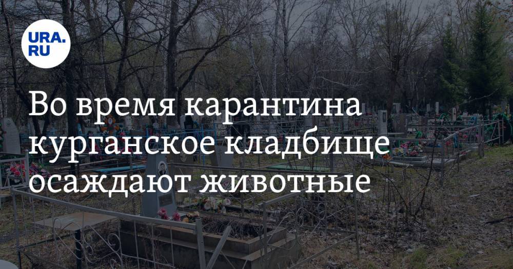 Во время карантина курганское кладбище осаждают животные. ВИДЕО - ura.news - Курганская обл. - район Кетовский