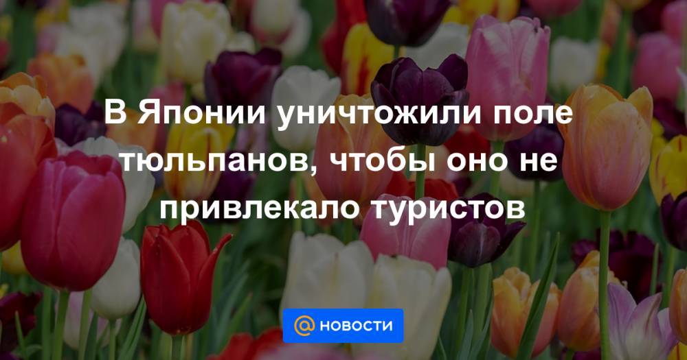 В Японии уничтожили поле тюльпанов, чтобы оно не привлекало туристов - news.mail.ru - Токио - Япония