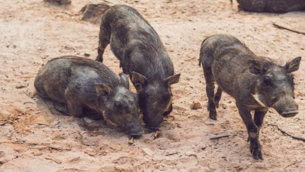 Дикие свиньи утащили и съели малолетнего мальчика - germania.one - Германия - Индия - Хайдарабад - Бавария