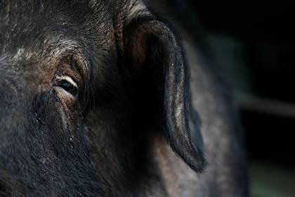 Разъяренные свиньи напали на четырехлетнего мальчика и загрызли его до смерти - lenta.ru - Индия - Хайдарабад
