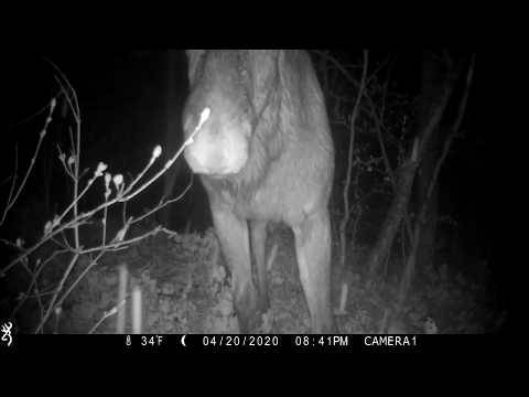 Лось и косуля позировали фотоловушкам в воронежском заповеднике - moe-online.ru - Воронежская обл.