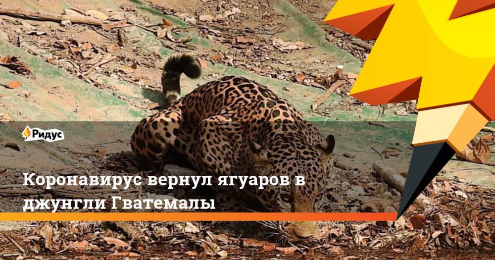 Коронавирус вернул ягуаров в джунгли Гватемалы - ridus.ru - Гватемала - Республика Гватемала