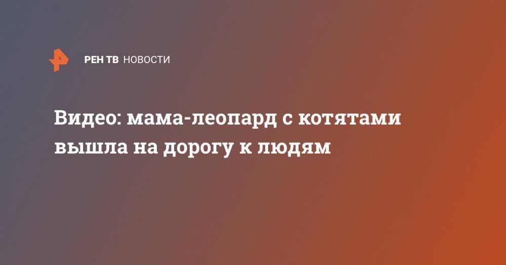 Видео: мама-леопард с котятами вышла на дорогу к людям - ren.tv - Юар