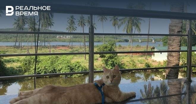 Пара из Казани не может вернуться в домой из-за кота, которого отказываются регистрировать на рейс - realnoevremya.ru - Индия - Казань