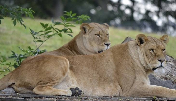 Тигры и львы в американском зоопарке оказались инфицированы COVID-19 - mirnov.ru