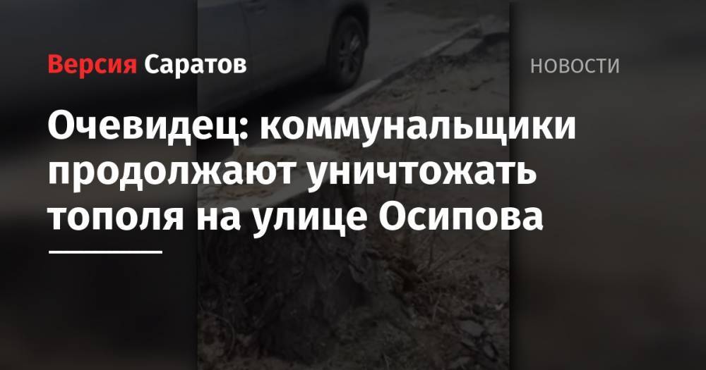 Очевидец: коммунальщики продолжают уничтожать тополя на улице Осипова - nversia.ru - Саратов