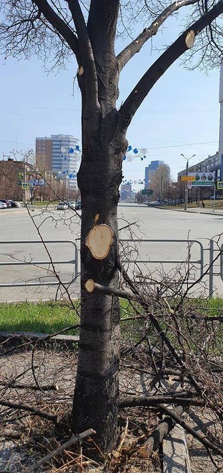 Мэрия Челябинска не будет оплачивать контракт на обрезку, пока не исправят недочеты - znak.com - Челябинская обл. - Челябинск
