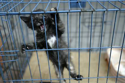 Во Вьетнаме из черных кошек решили готовить лекарство от коронавируса - lenta.ru - New York - Вьетнам