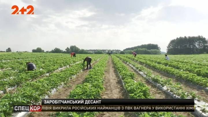 Украинские заробитчане едут спасать финский сельскохозяйственный сезон - vesti.ru - Украина - Финляндия