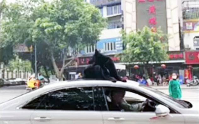 Ей так удобнее: китаец решил прокатить собаку на крыше автомобиля - zr.ru - Китай