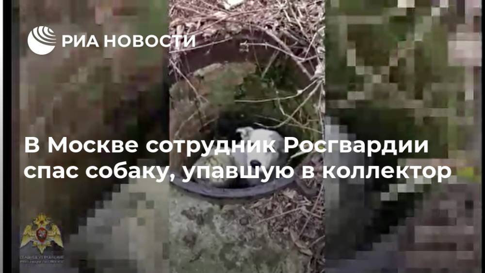 В Москве сотрудник Росгвардии спас собаку, упавшую в коллектор - ria.ru - Москва - Воронежская обл.