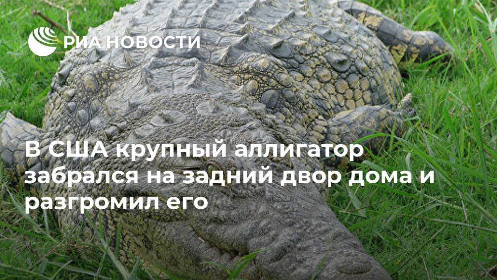 В США крупный аллигатор забрался на задний двор дома и разгромил его - ria.ru - Москва - США - шт. Южная Каролина