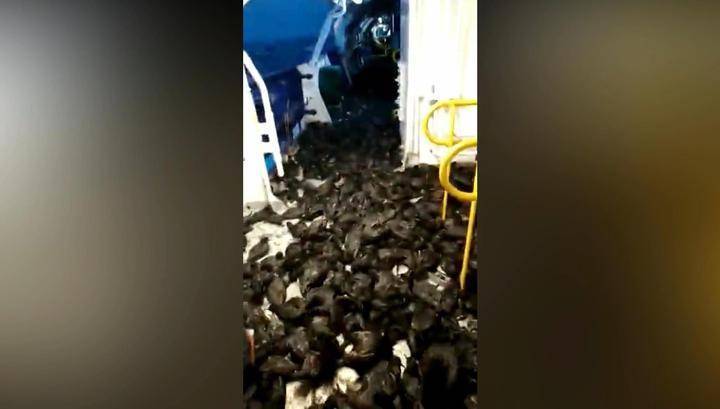 Александр Иванов - Буревестники "захватили" палубу зашедшего в порт Сахалина корабля - vesti.ru - Сахалин