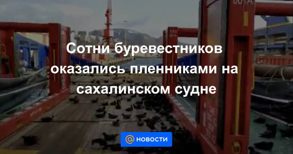 Александр Иванов - Сотни буревестников оказались пленниками на сахалинском судне - news.mail.ru