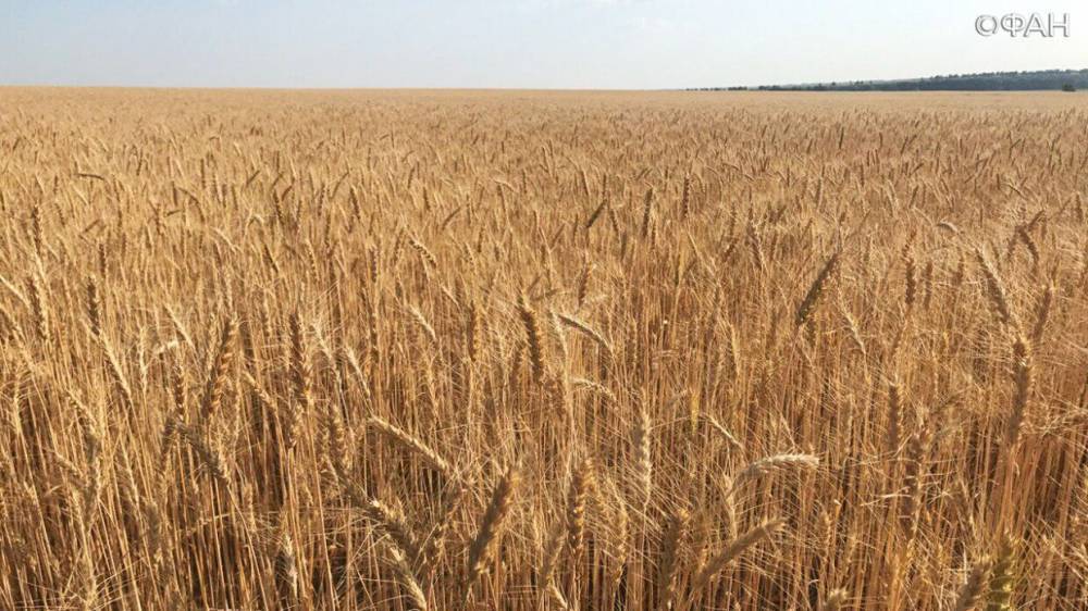 Андрей Сизов - Bloomberg предупредил о риске дефицита российской пшеницы в мире - riafan.ru - Москва - Россия