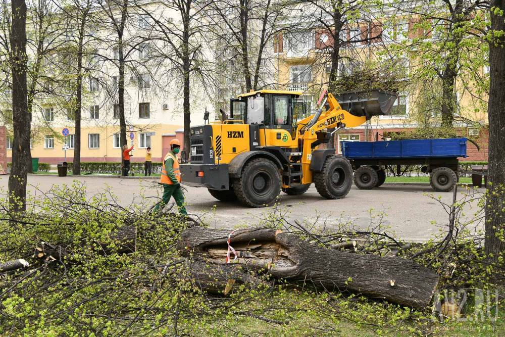 Илья Середюк - В Кемерове начали вырубать опасные липы на Аллее Героев - gazeta.a42.ru - Благоустройство