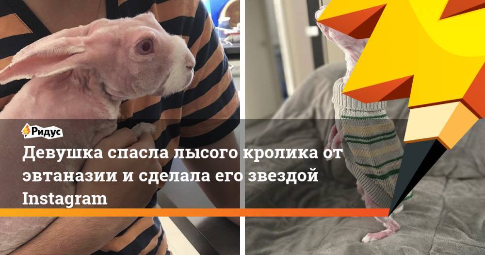 Девушка спасла лысого кролика отэвтаназии исделала его звездой Instagram - ridus.ru - Австралия - Виктория