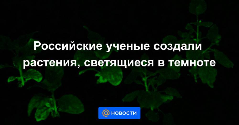 Российские ученые создали растения, светящиеся в темноте - news.mail.ru