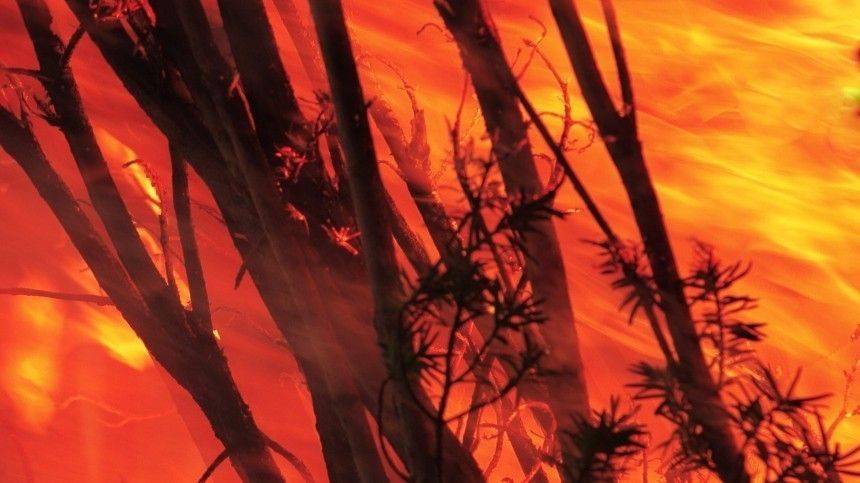 Более 60 тысяч гектаров леса горит в Сибири и на Дальнем Востоке - 5-tv.ru - Россия