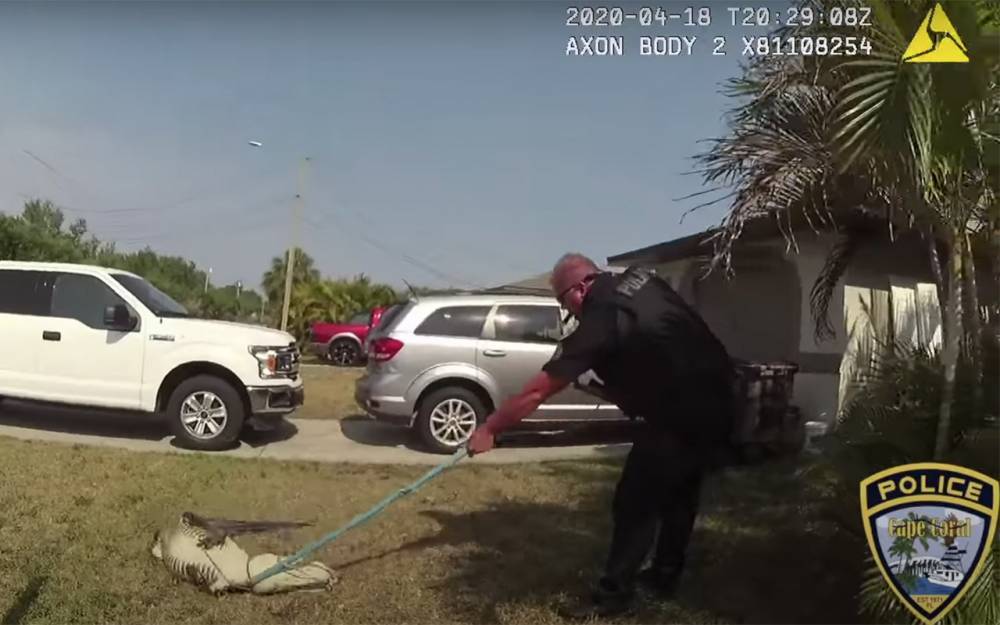 Полицейский борется с крокодилом: обычный рабочий день (видео) - zr.ru - шт.Флорида - Америка
