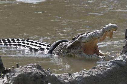 Четырехметрового крокодила-людоеда поймали после нападения на рыбака - lenta.ru - Jakarta