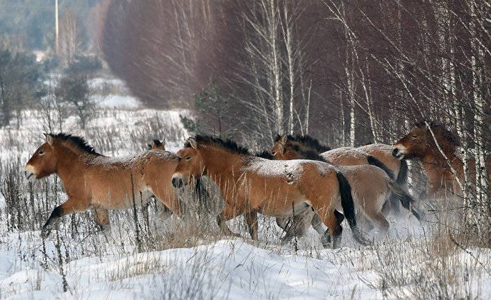 El Pais - El País (Испания): тайна чернобыльских диких лошадей - inosmi.ru - Украина - Белоруссия - Испания