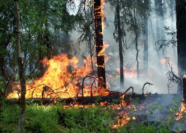 В Иркутской области СК выясняет, действительно ли чиновники поджигали леса - nakanune.ru - Иркутская обл. - район Усть-Кутский