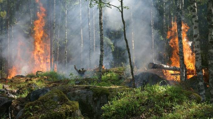 В Приангарье местные жители заподозрили чиновников в поджоге леса - piter.tv - Иркутская обл.