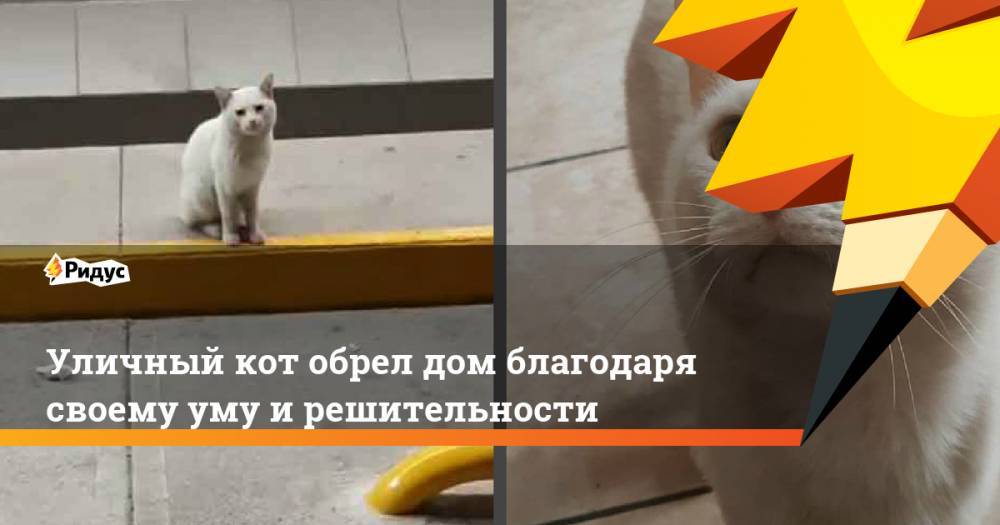 Уличный кот обрел дом благодаря своему уму и решительности - ridus.ru - Мексика