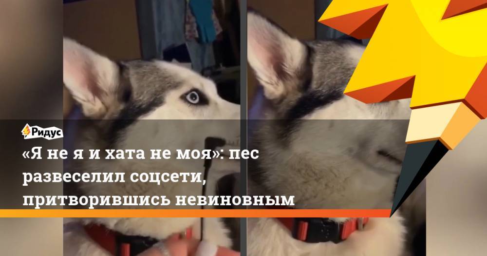 «Я не я и хата не моя»: пес развеселил соцсети, притворившись невиновным - ridus.ru