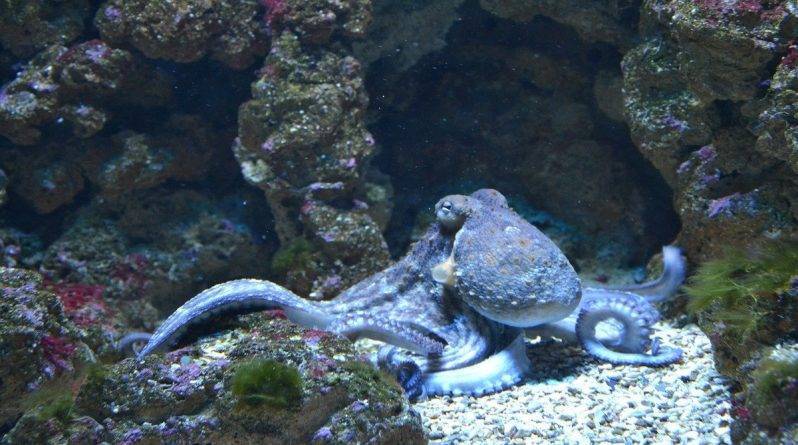 В кристально чистых каналах Венеции заметили осьминога. Эксперты не исключают, что это шутка - usa.one - Италия