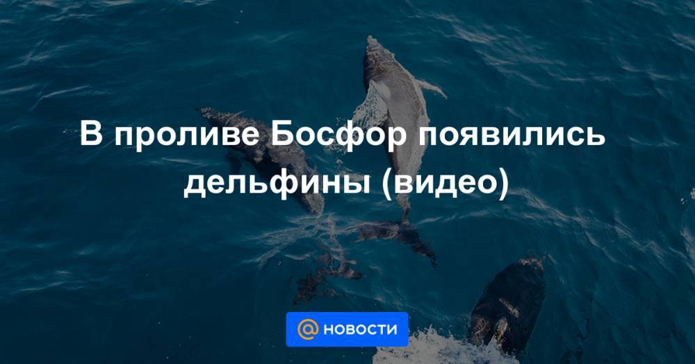 Екатерина Гура - В проливе Босфор появились дельфины (видео) - news.mail.ru - Стамбул