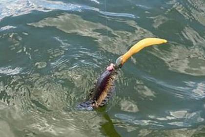 Загадочное существо с желтым отростком озадачило рыбачку - lenta.ru - Australia - штат Квинсленд