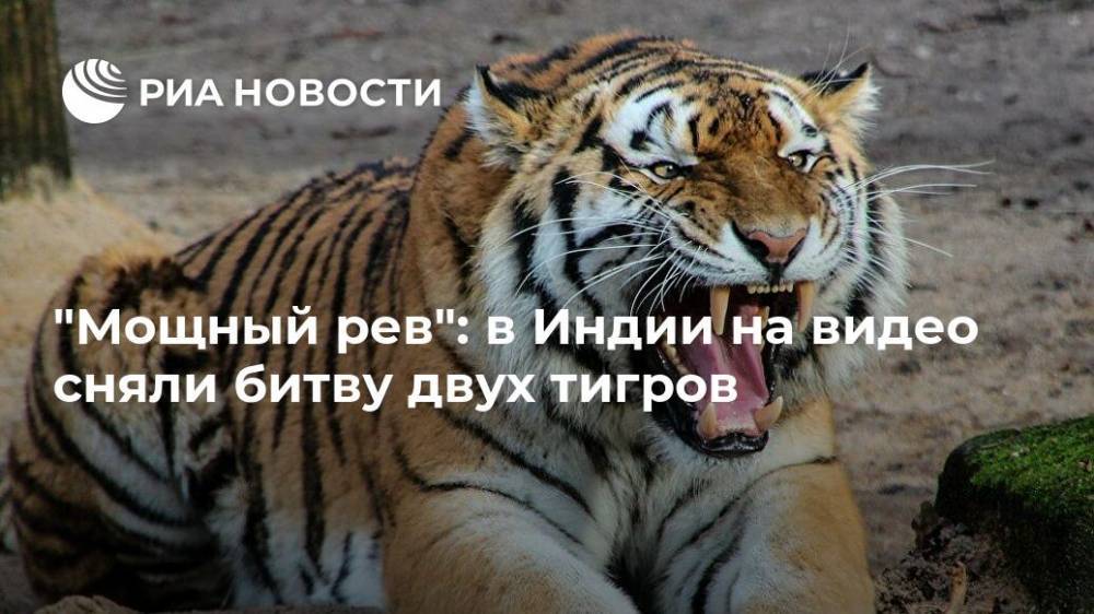 "Мощный рев": в Индии на видео сняли битву двух тигров - ria.ru - Москва - Индия